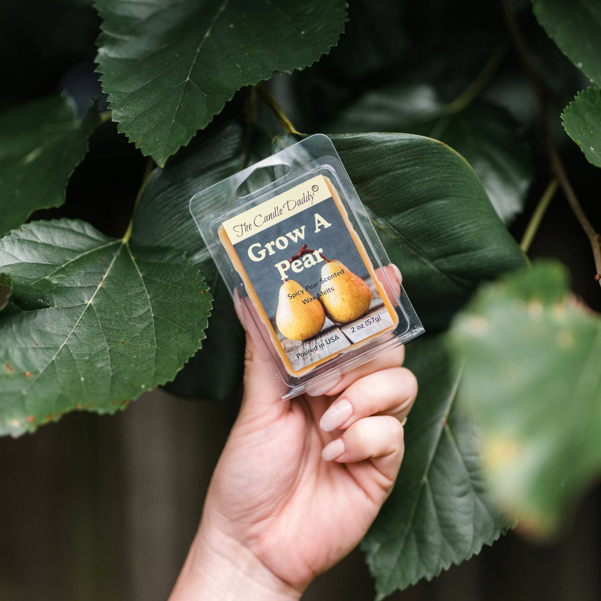 Grow A Pear - Spice Pear Scented Wax Melt - 1 Pack - 2 Ounces - 6 Cubes - The Candle Daddy
