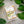 5 Pack - Honeysuckle Jasmine - Floral Honeysuckle & Jasmine Scented Melt- Maximum Scent Wax Cubes/Melts - 2 Ounces x 5 Packs = 10 Ounces - The Candle Daddy