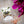 Load image into Gallery viewer, 5 Pack - Orchid &amp; Sea Salt - Crisp Floral Orchid &amp; Sea Salt Scented Melt- Maximum Scent Wax Cubes/Melts - 2 Ounces x 5 Packs = 10 Ounces
